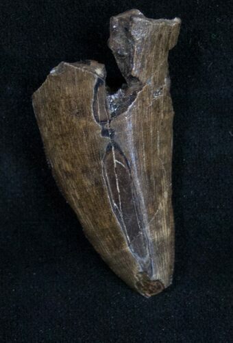 Partial Tyrannosaurid Tooth - Montana #9977